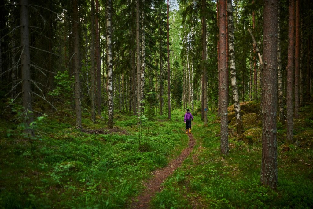 Luontopolku kulkee halki rehevän metsän.