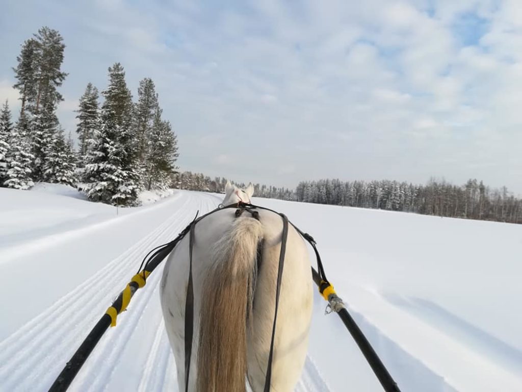 Driving a horse
