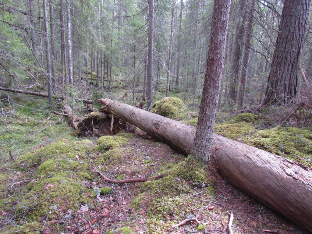 Siikajärvi nature trail