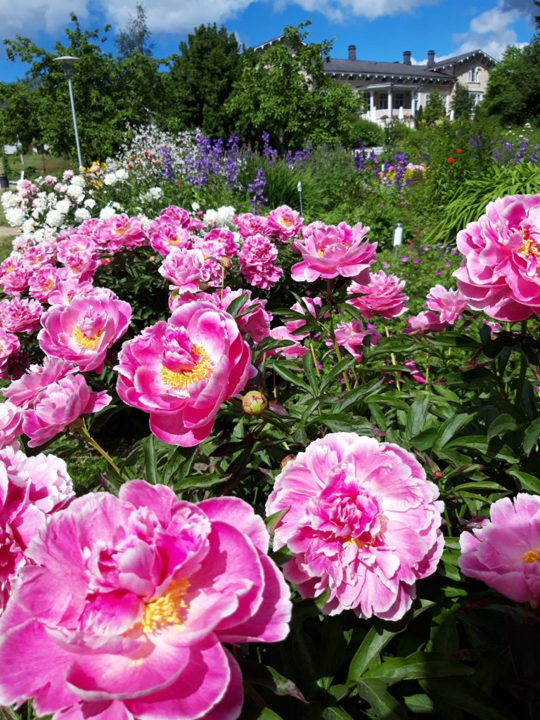 Kenkävero´s Garden/ Kenkäveron puutarha.
