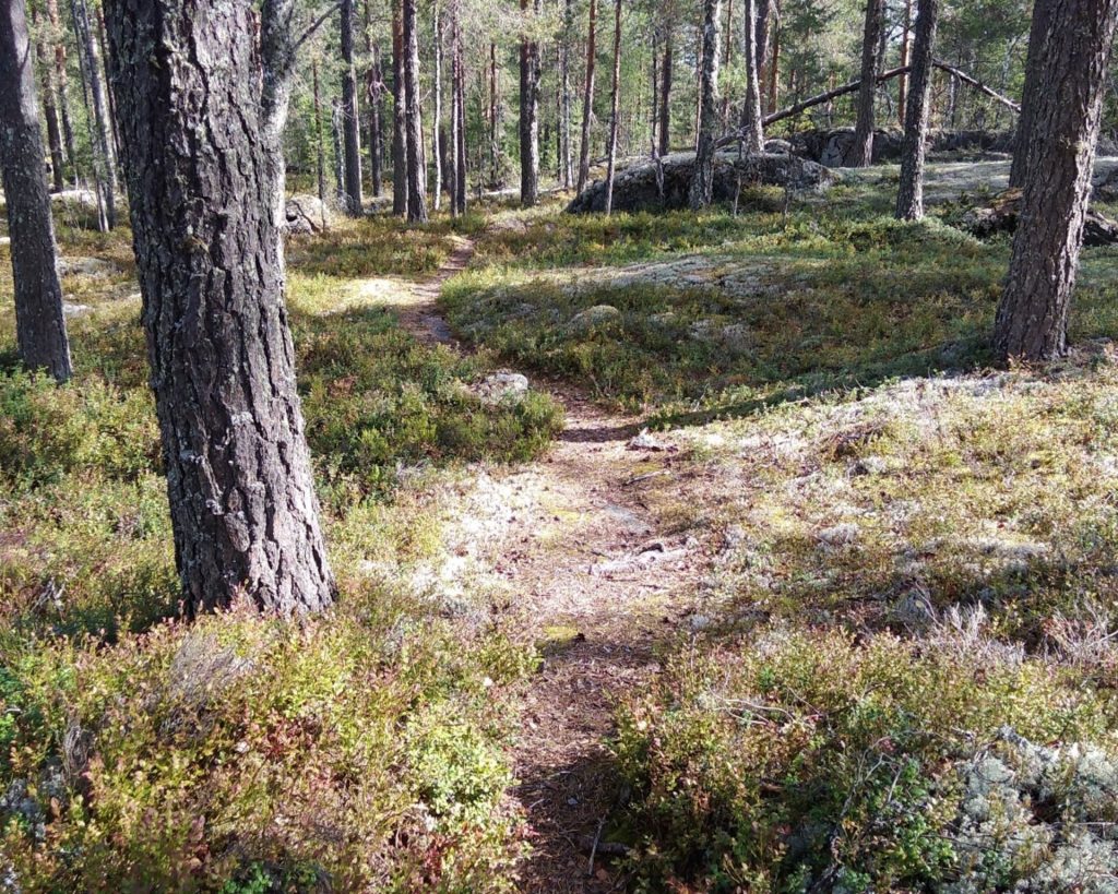 A path on a pine tree forest.