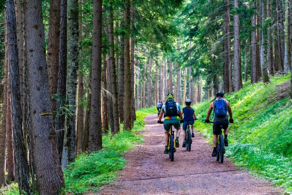 Fatbiking at the forest