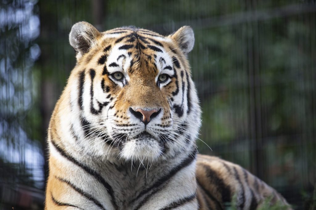 Amur tiger at Korkeasaari Zoo