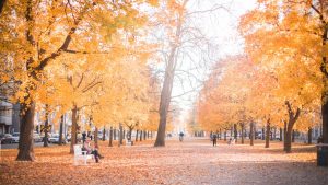 Hämeenpuisto park in autumn.