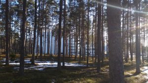 Paimion parantola ja parantava mäntymetsä