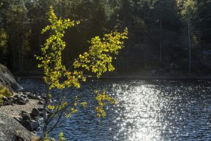 Koivu Kavanderinlahden rannalla Matildanjärvellä. Kuva: Jari Kostet.