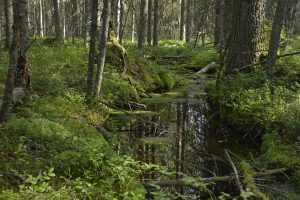 Pieni joki tai puro virtaa keskellä metsää. Kuva: Terttu Hermansson