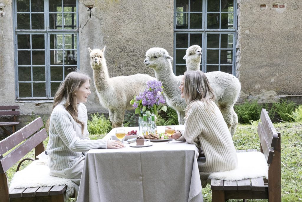 Picnic table and three alpacas behind the table.