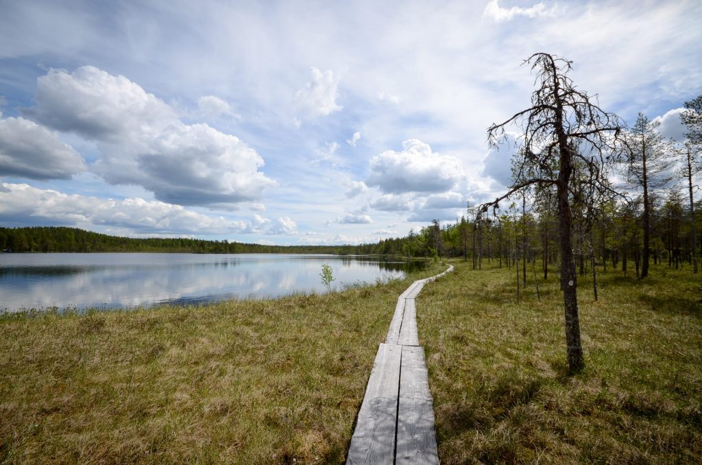 Pitkospuita lammen rannalla olevalla suolla. Suoheinät kellertävät. Taivaalla valkoisia pilviä. Kuva: Upe Nykänen