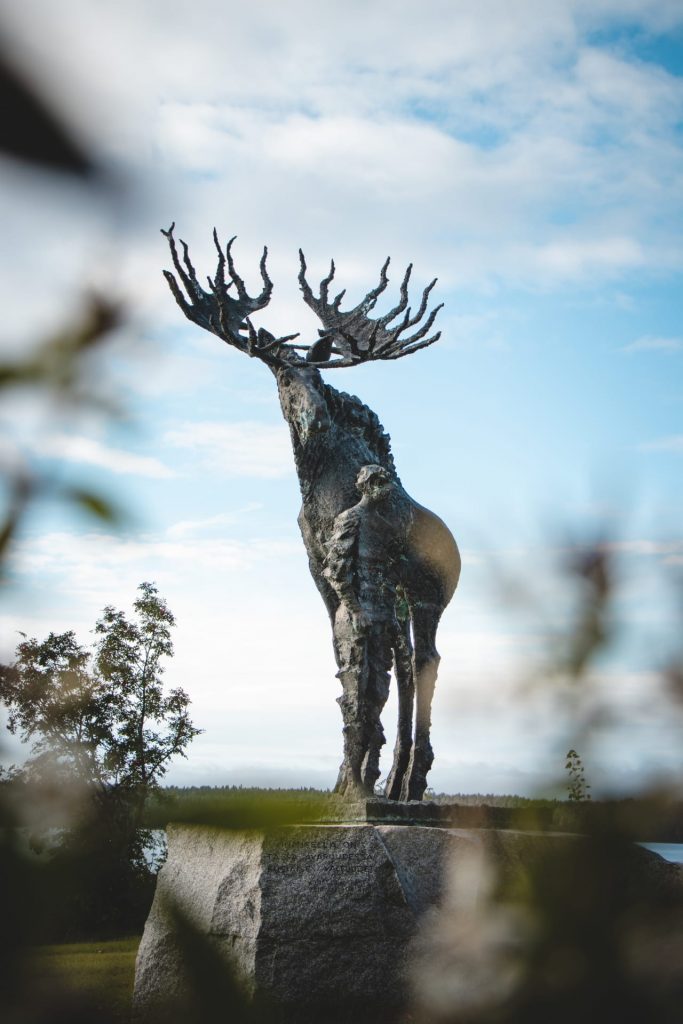 Moose and a man