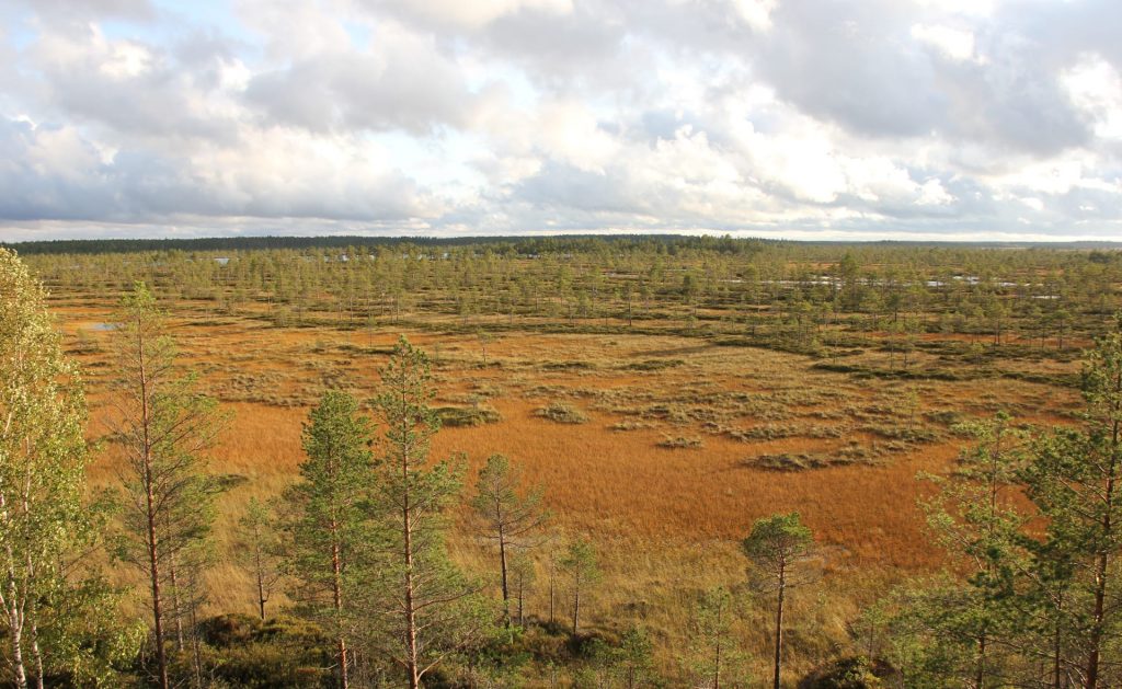 Syksyinen suomaisema Kauhaneva-Pohjankankaan kansallispuistossa. Kuva: Sari Airas