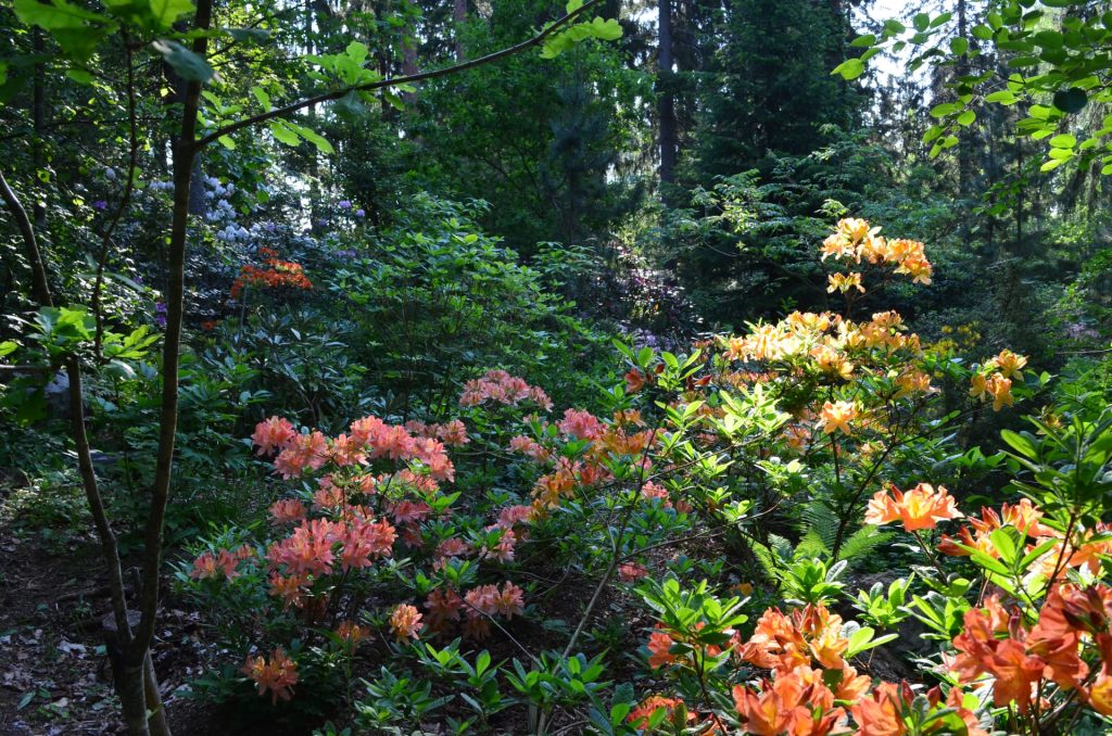 Colourful rhododendron garden